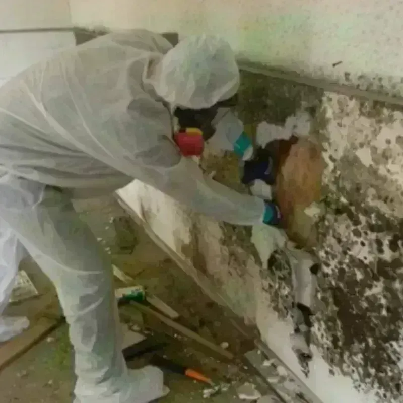 Mold Remediation and Removal in Oregon, IL